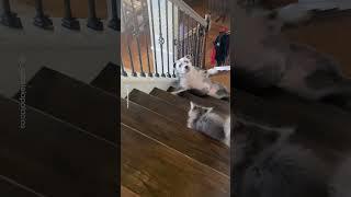 Big Dog Scared Of Tiny Kitten On Stairs 