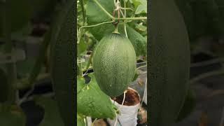 Melon 37 HST di Greenhouse Agropedia Nusantara #greenhouse #hidroponik #melon #melonfertigasi