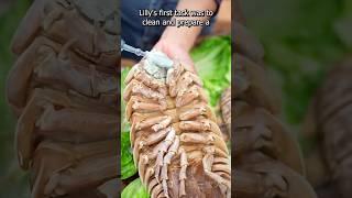 Cooking Giant Isopods in a Traditional Stone Oven : A Family Tradition