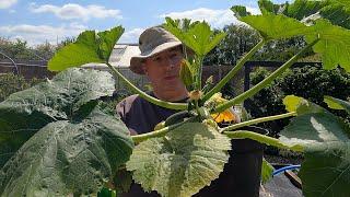 Planting courgettes