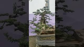 Cây duối trực Huyền đẹp nhất triển lãm Bắc Ninh 2024. #tunglahan #gadaubac #lyrics #music #remix
