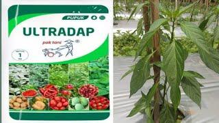 Manfaat pupuk ultradap, pupuk yang baik untuk cabe dalam masa pertumbuhan