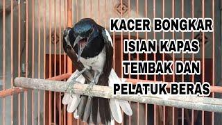 Kacer bongkar isian kapas tembak dan platuk beras, cocok buat pancingan Kacer lain..