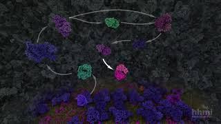 Glycolysis | HHMI BioInteractive Video