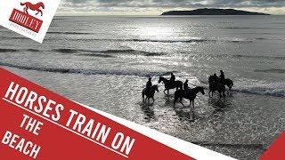 Racehorse Benefits on The Beach