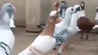 سهرة حمام الصبابة طيور بلدية مميزة مع الطرب الاصيل beautiful pigeons of the Levant