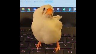 More Zebra finch Scritches