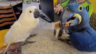 Попугаи играют в игрушки и конечно же жадничают и вредничают!) Попугай ара, какаду, гиацинтовый ара.