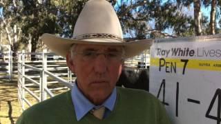 Wattletop Angus bull sale, August 2