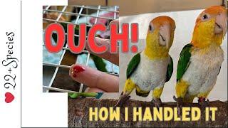 Oh! My Caique Bit Me! What Am I Doing About It? | #parrot_bliss #parrot #caique