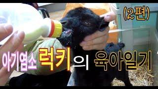 서울촌놈의 염소농장 24시 - 아기염소(baby goat) 럭키의 육아일기(diary) 초유 카테터(colostrum catheter) 2편