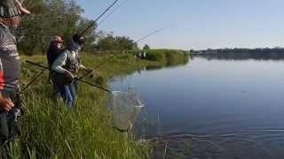 Baraboi Crazy Pike - Hot Pike Attack Ever Caught On Film (Summer) (pike attack)