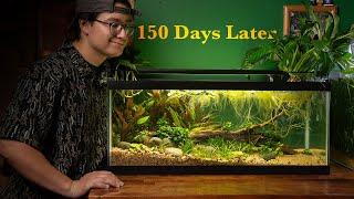 My Endler Eco-System (150 Days Later)