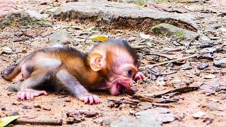 mother monkey giving birth, ravaging, and killing the baby monkey