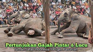 Taman Safari Prigen Pasuruan || Pertunjukan Gajah Keren (Elephant Story)