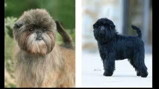 1. Affenpinscher Dog Breed - Facts & Info 