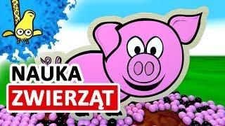 Kształty zwierząt dla dzieci na wsi | CzyWieszJak