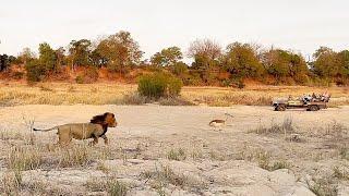 Male Lion Hunts Impala  And a very cute elephant 