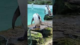 Humboldt Penguins At The Cotswold Wildlife Park & Gardens. #shorts