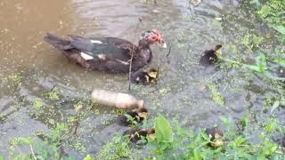 Mother duck teach duckling how to  swim 