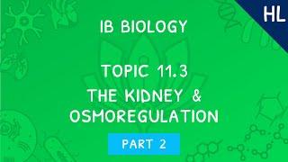 IB Biology Topic 11.3 (HL): The kidney & osmoregulation - Part 2