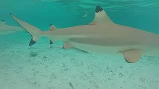 Kerry Daly Scuba Production- Tahiti Sharks