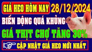 Giá heo hơi hôm nay ngày 28/12/2024 - BIẾN ĐỘNG KHỦNG, GIÁ THỊT TĂNG 30%