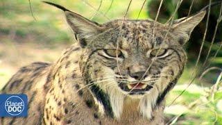 Iberian Lynx Documentary | Part 1