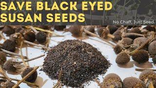 How To Save & Collect Black Eyed Susan Seeds