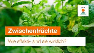 Wie effektiv sind Zwischenfrüchte wirklich?