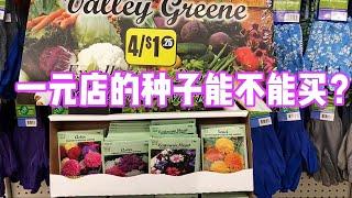 新手种植，这几种花绝对给你惊喜，低维护的开花机器。Dollar Tree。【莎拉养花】