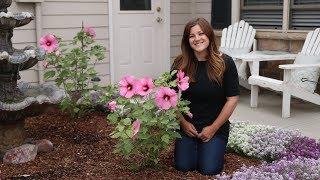 Planting Some Gorgeous Hibiscus! // Garden Answer