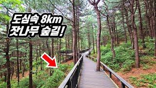 Seoul's Fantastic Pine Tree Forest Trekking Course