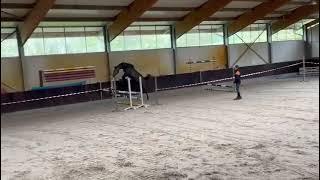 3 yo gelding by Conthargos