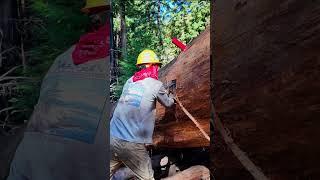 Diaries from a greenhorn sawyer.  How many trees have you cut this big? Tree #30