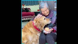 Smart dog takes care of and protects grandma 