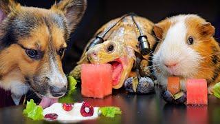 Dog Turtle Tortoise Guinea Pig  ASMR Eating Mukbang for Sleep