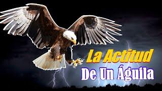  El PODER de la ACTITUD   La ACTITUD De Un AGUILA - Poderoso Mensaje MOTIVACIONAL 