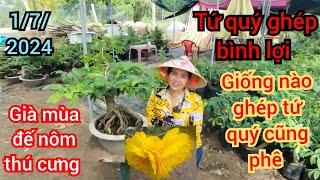 1/7/2024️0968282738 Điệp  siêu bông bình lợi gốc tứ quý đế thú nôm chơi tết bông vàng cực kỳ