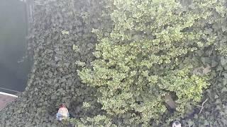 Лианы: многолетние и морозостойкие растения в ландшафтном дизайне, видео и фото, идеи