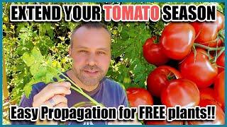How to Easily Root Tomato Suckers to Get Unlimited Free Plants