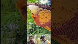 wild honeycomb harvesting vs cattle honeycomb #youtubeshorts #honeybee #honeybeefarming