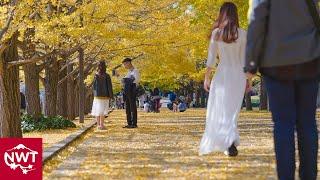 4K HDR - Autumn In Tokyo | Showa Memorial Park