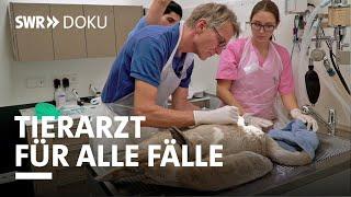 Tierarzt für alle Fälle - vom Alltag in der Tierklinik | SWR Doku