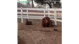 This Adorable Cow Had a Blast Chillin' with His Best Friend