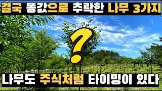 4년 후 결국 똥값으로 추락한 나무 3가지  (2부)