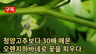 청양고추보다 30배 매운 오렌지하바네로 식물 꽃을 피우다! plants