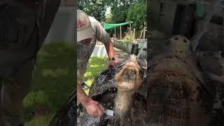 106 Year Old Galapagos Tortoise!  