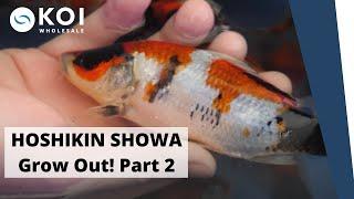 HOSHIKIN SHOWA - Koi Grow Out! - Part 2