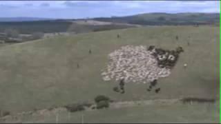 Extreme Sheep Herding - With Lights!